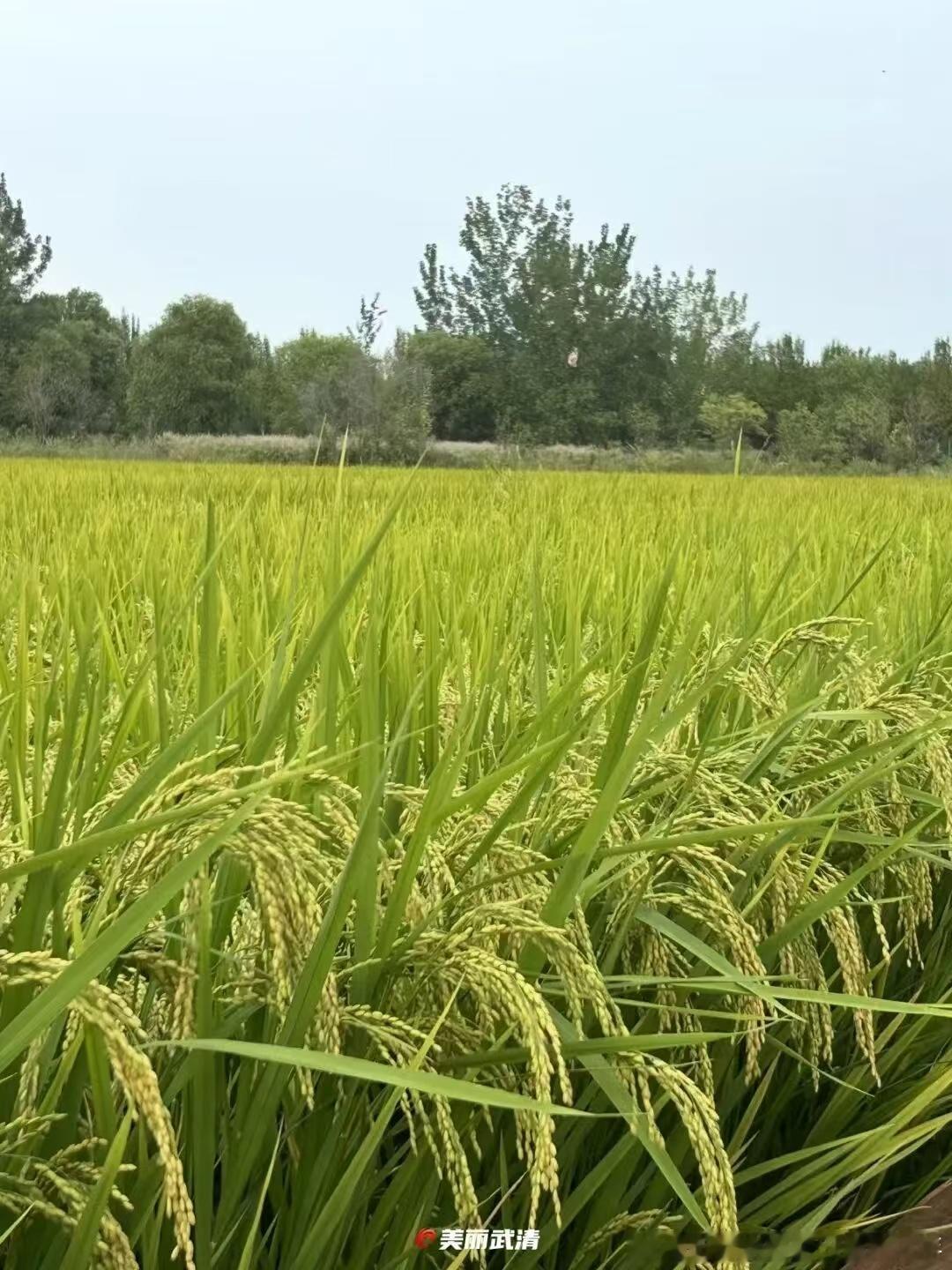 金秋赴武清，丰收遇艺术  天津武清农民丰收节天津[超话] ​​​