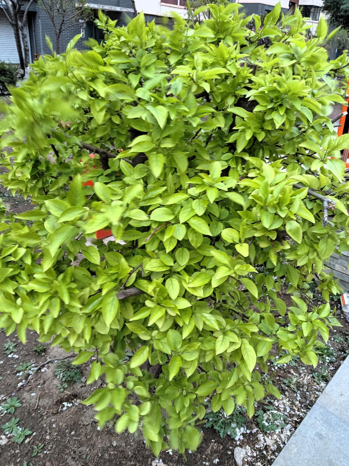 绿意盎然的春日，生机勃勃的植物，感受大自然的美好。