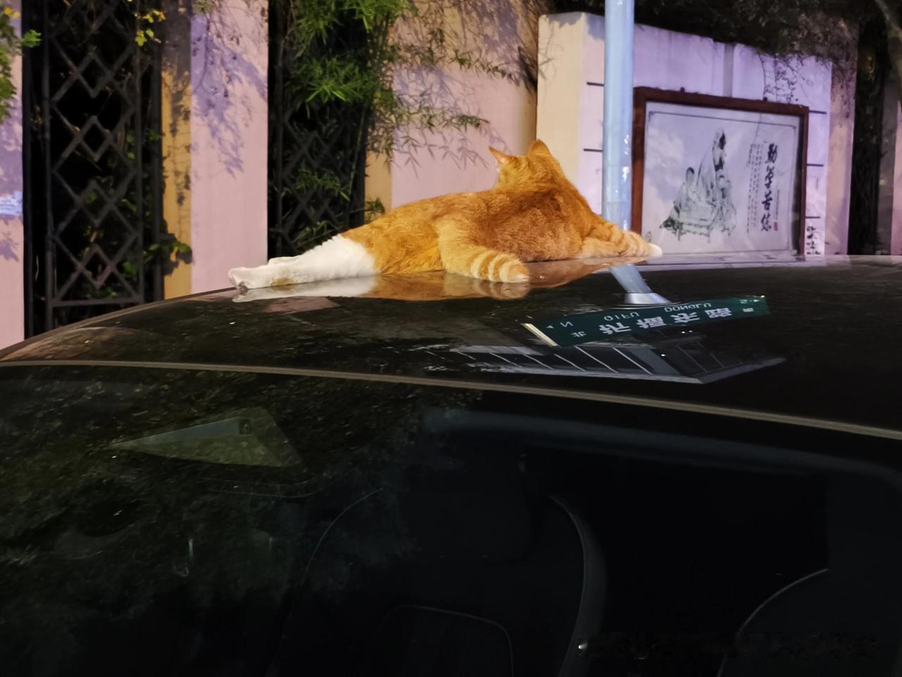 现在爱猫的人越来越多，我也爱猫。但始终也被猫而困扰，猫很喜欢跳到私家车顶，冬天还