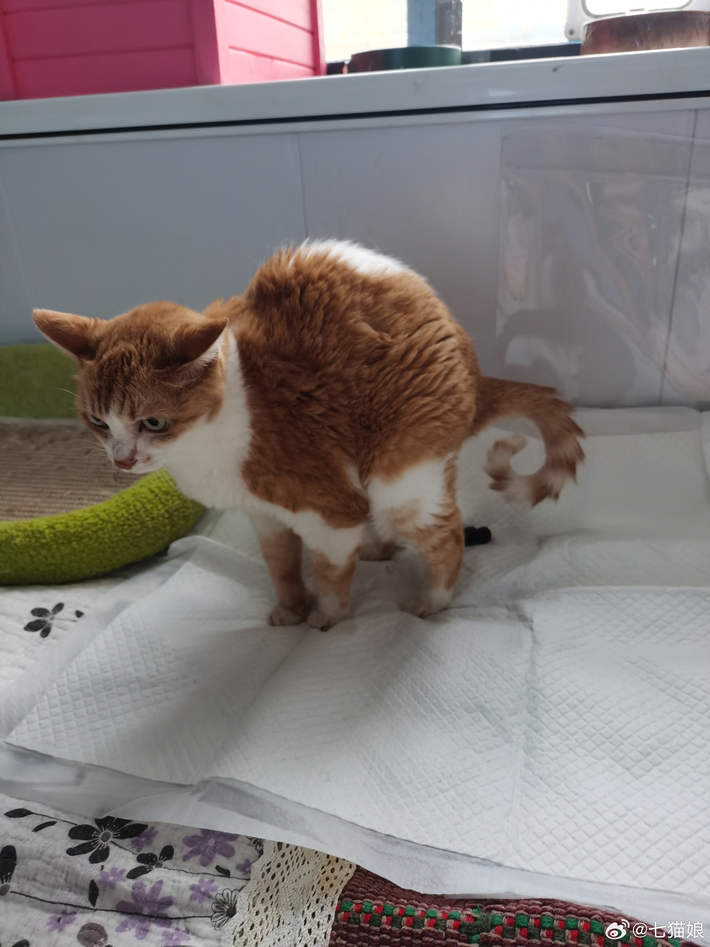 大宝蚴蚴猫宁我们现在完全不用猫砂盆，炕吃炕拉