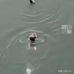 “眼泪止不住了！”四川，为救落水女子，60岁大爷从36米高的桥上跳下！不料，女子