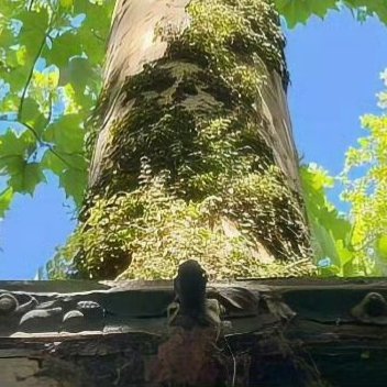 早安 别怕路慢，酿蜜也需花期，在普通的日子里埋下认真，于安静处等生活开花。时光不