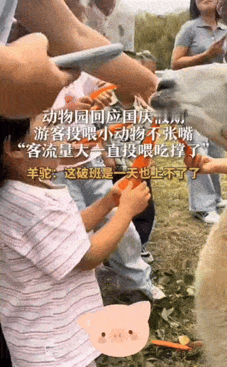 倒霉的羊驼🦙。羊驼翻白眼不是卖萌，是求救信号！
国庆期间（10月2-4号），江