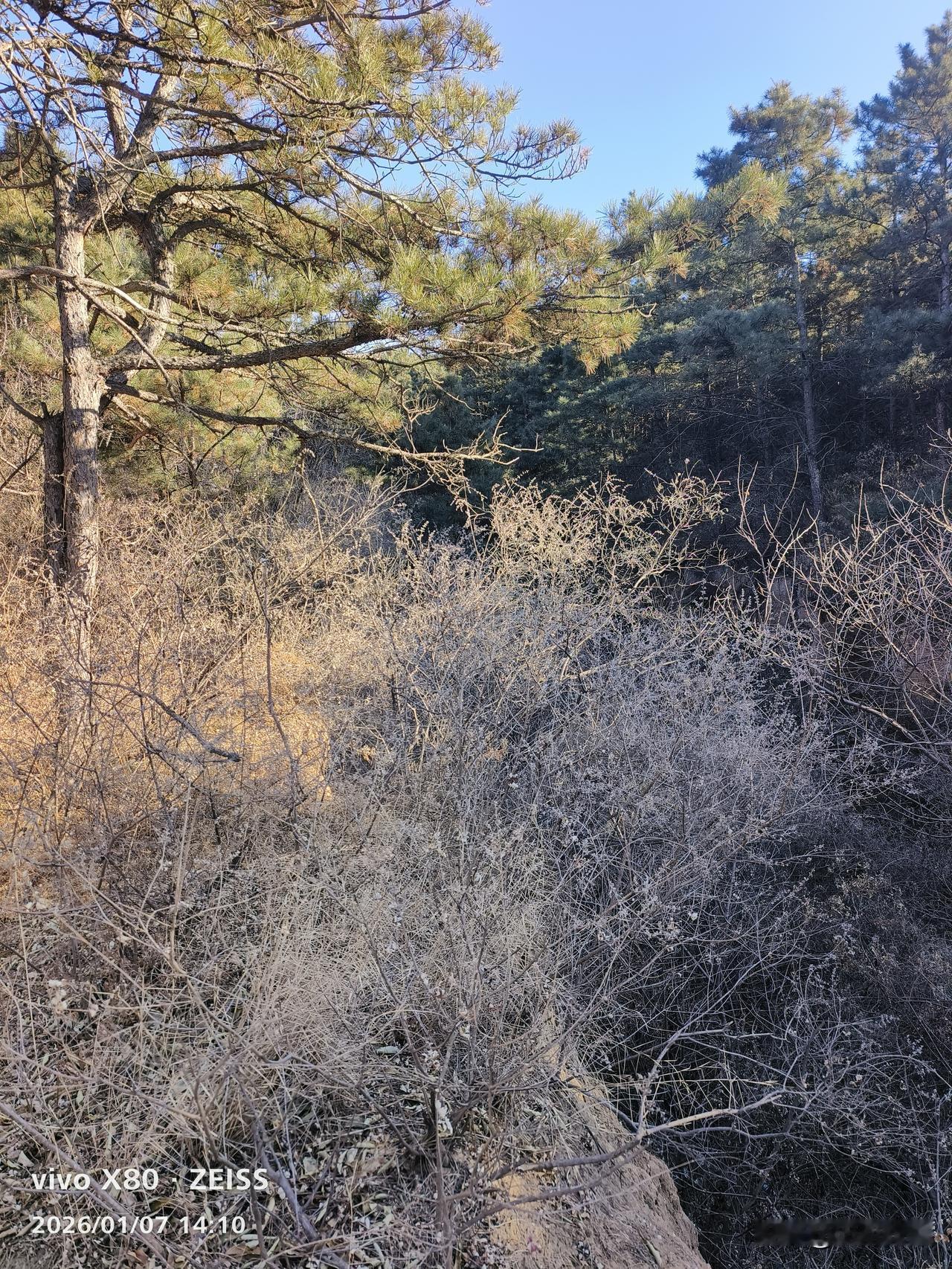 中午来到山上，看到了松树，看到了荆条，两者组合在一起，反映了我当下的心情，一面是