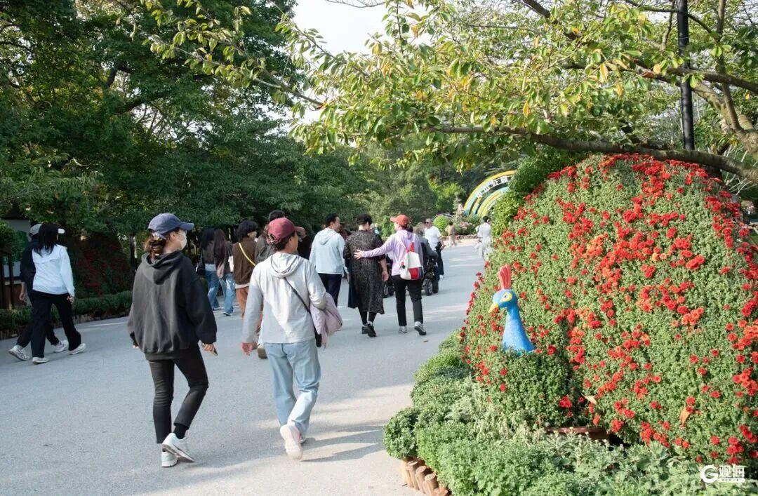近日，青岛市第41届中山公园菊展正式拉开帷幕，菊展将持续至11月中旬。