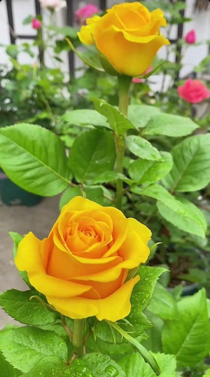 龙年属虎人在龙年间容易添丁，到了龙年间，属虎人会散发出更加强大的气场，赶走身边的