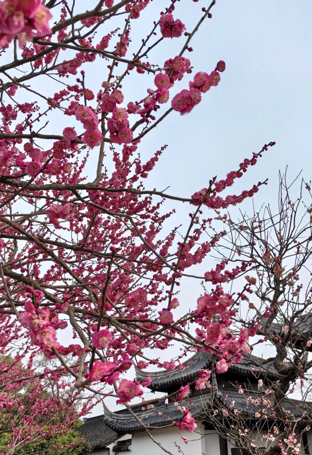 春来无事只为花忙｜红梅吐蕊