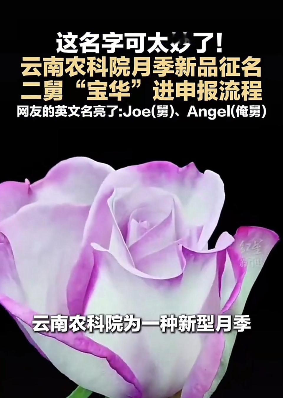 云南农科院这次为新品种月季征名活动太有意思了！起初网友还认真地起像“水袖”“千禧