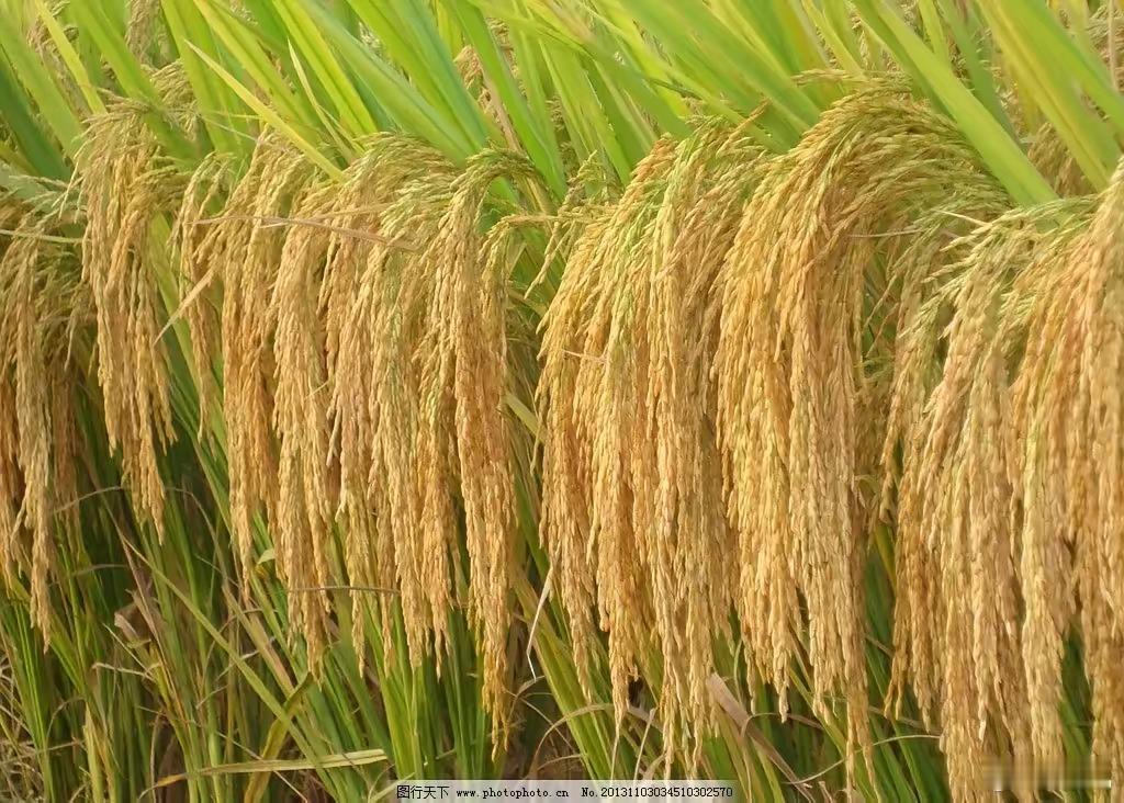 #东北鸡架#中国各省吃什么主食:1. 第一：山东——馒头，煎饼等2. 第二：河南