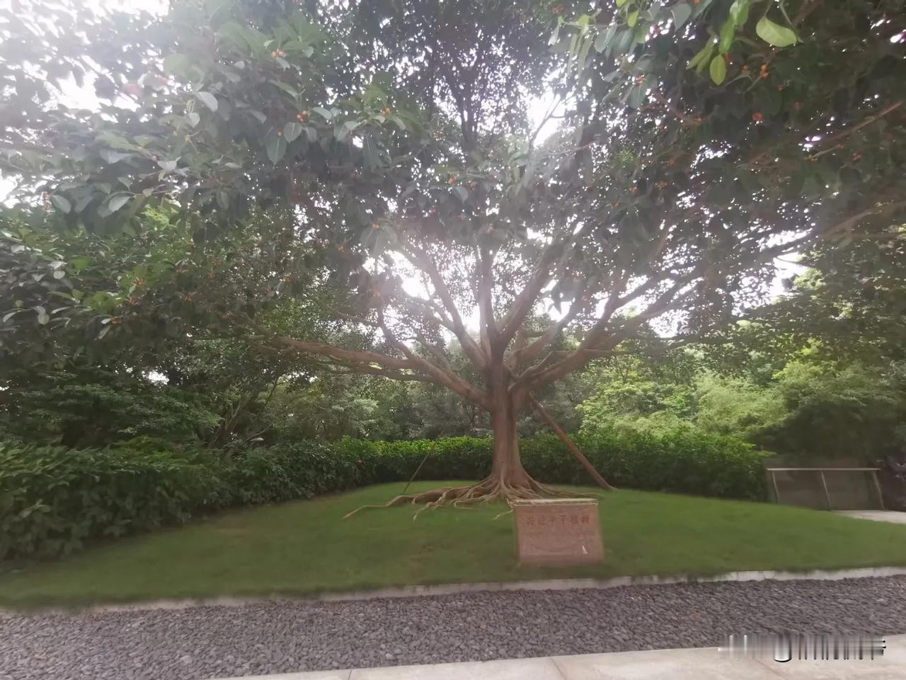 深圳莲花山公园的这棵树，长势喜人、枝繁叶茂。从2013年种下去至今12年了，有着