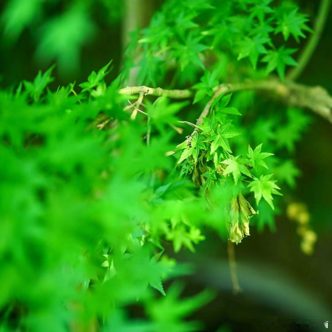 哲思呓语 ：生活的浪漫，不只在远方，更是在烟火日常里。热气腾腾的饭菜，朝夕相伴的