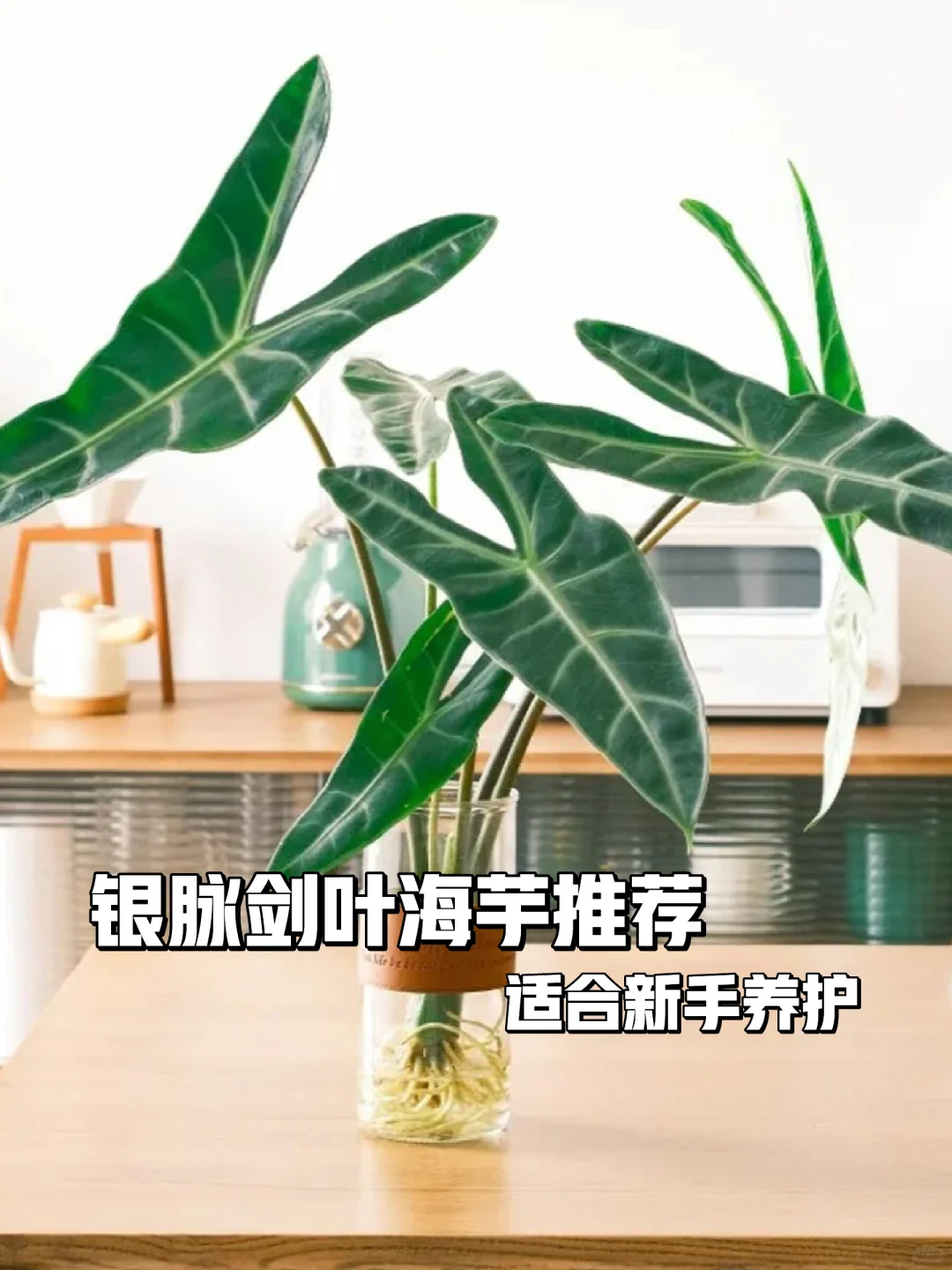 银脉剑叶海芋🌿ins风必备