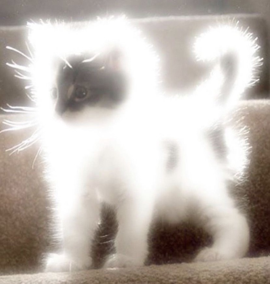光猫 ​​​