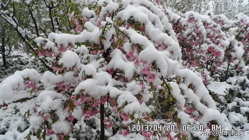 淄博2013年4月19日至4月20大雪回忆。