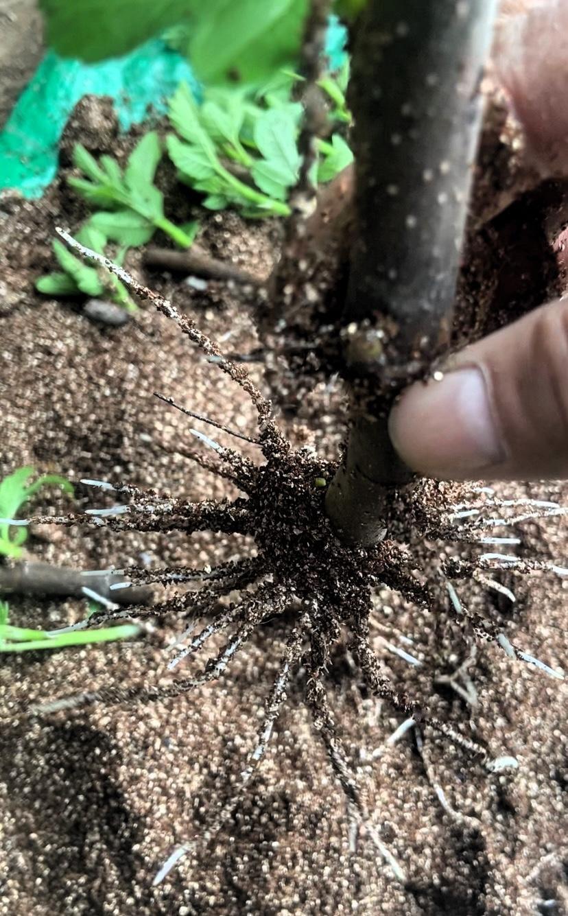 喜欢种无花果的都懂，扦插时枝条腐烂、不生根，成活率低，太让人崩溃。我种无花果多年