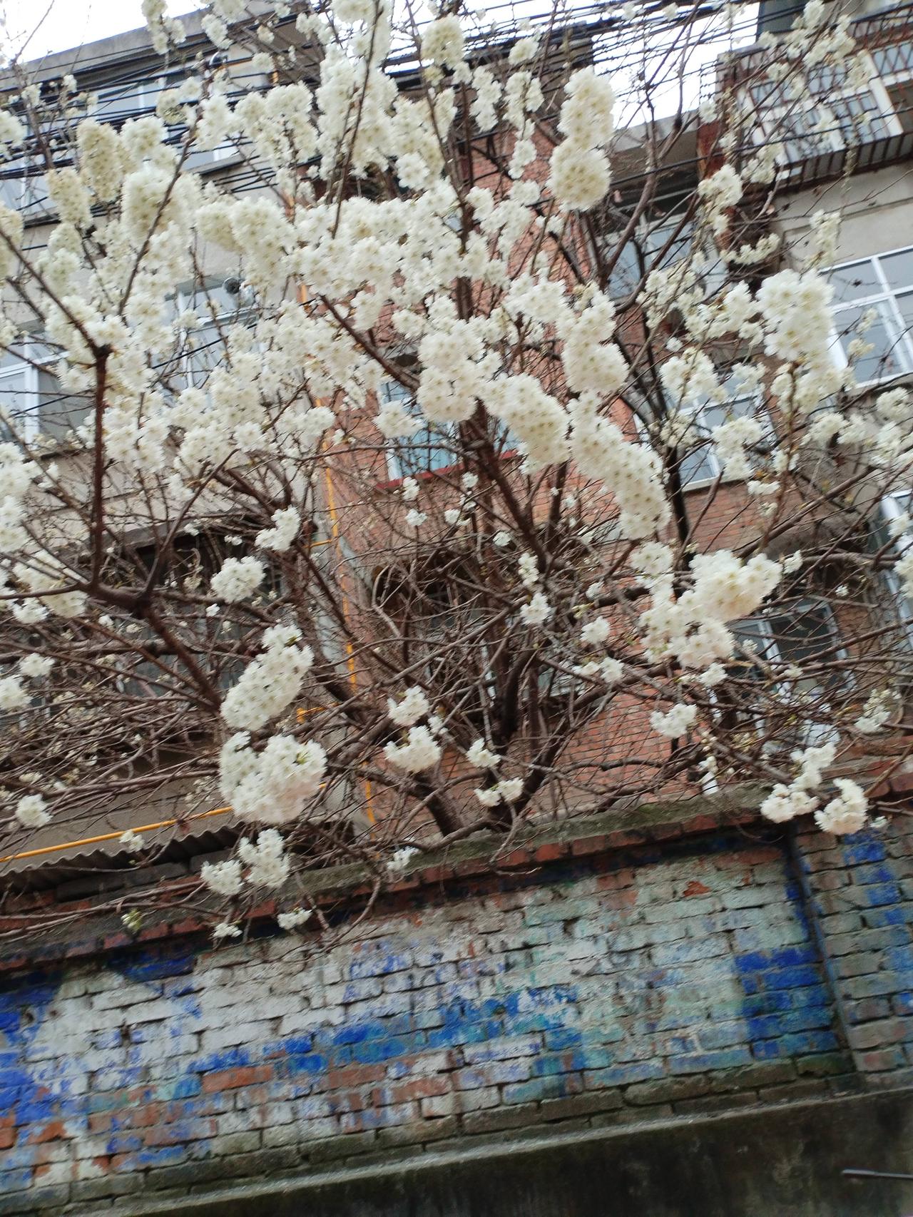 春风拂面，花开满枝，心中暖意悄然荡漾。