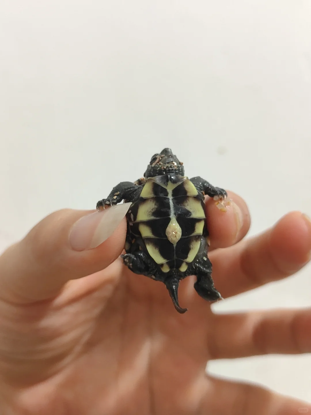 小小一只好萌吖