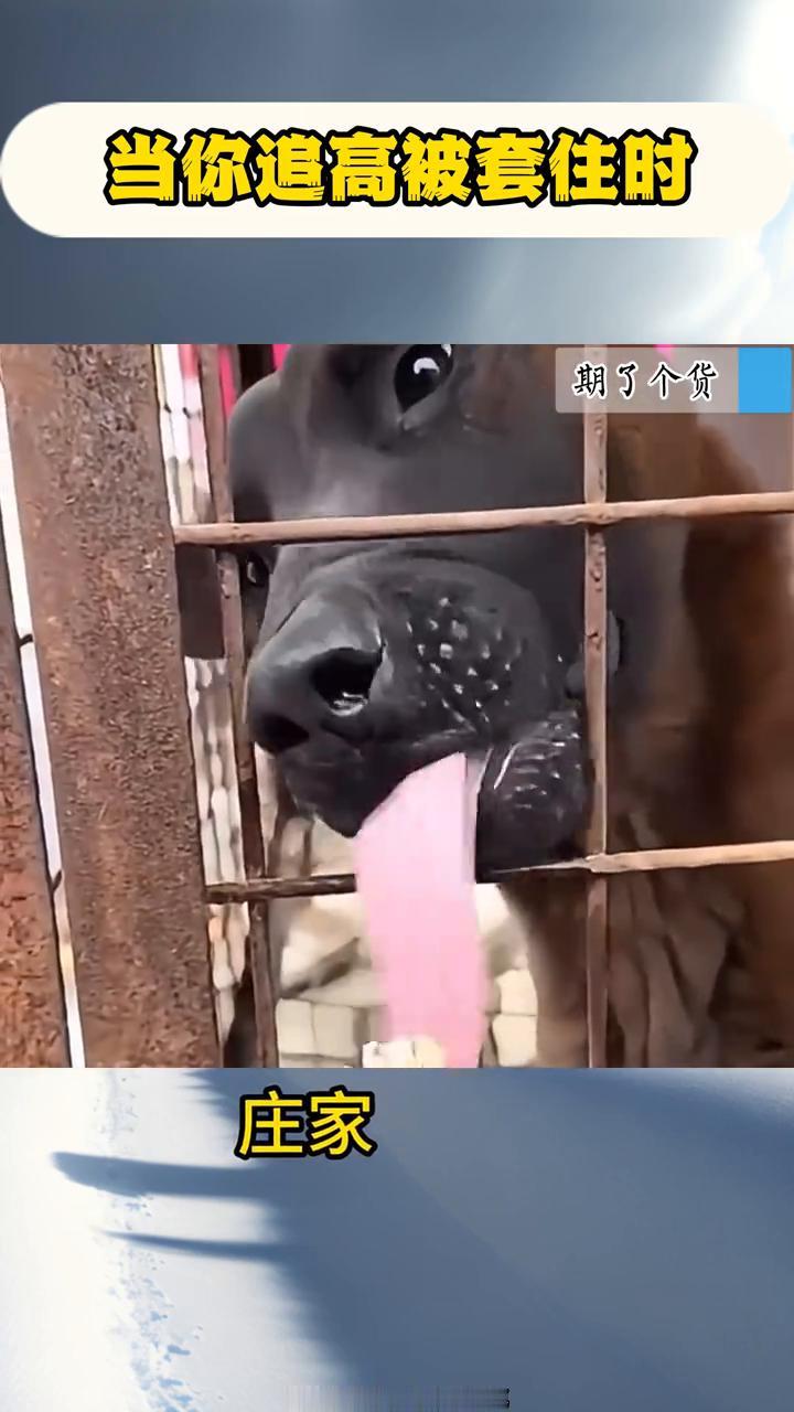 当你追高被套住时。
当你追高被套住时。