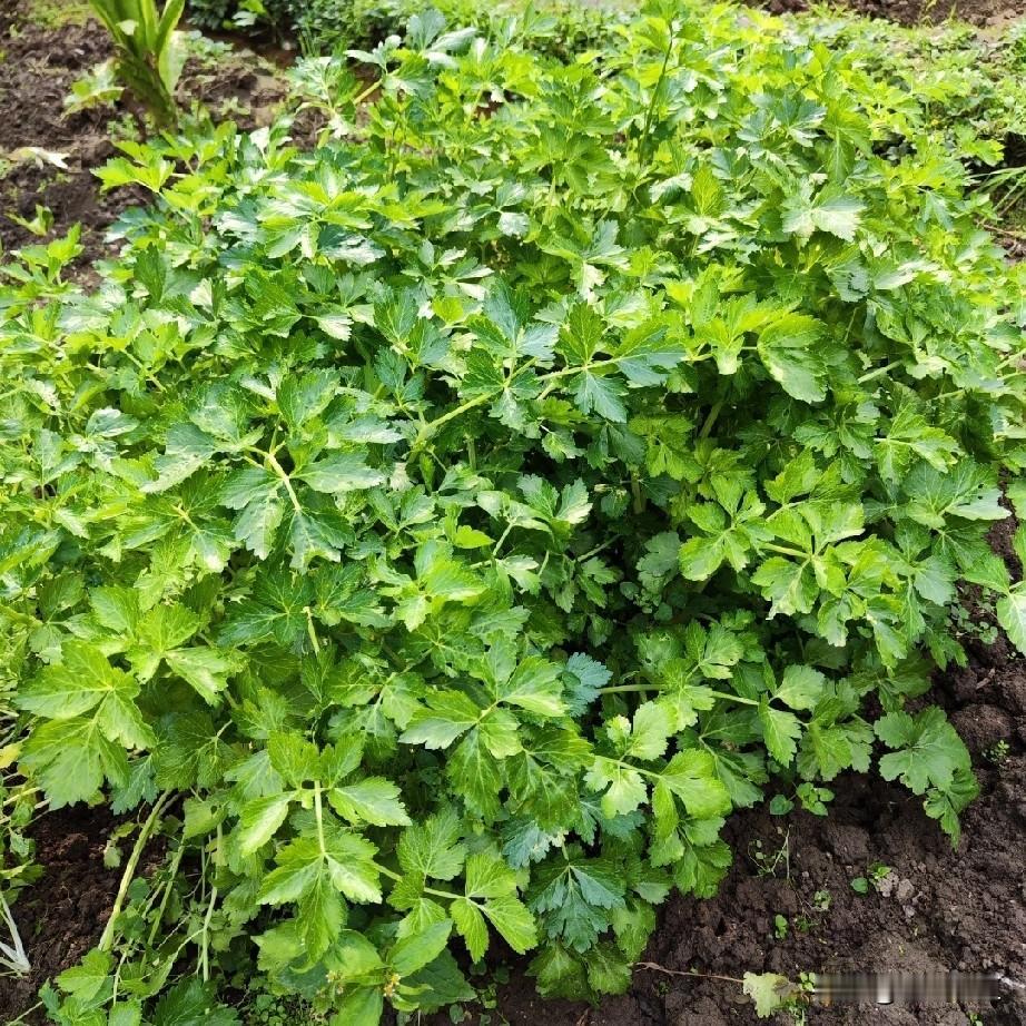 今年老韩退休了，工资是本小区前三名的。他回来到处转了几天，扛着锄头出门了开荒去了