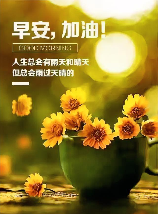 早安！风雨虽存，阳光终会到来。瞧这杯小黄花，让治愈之感盈满心房，愿你今日元气满满