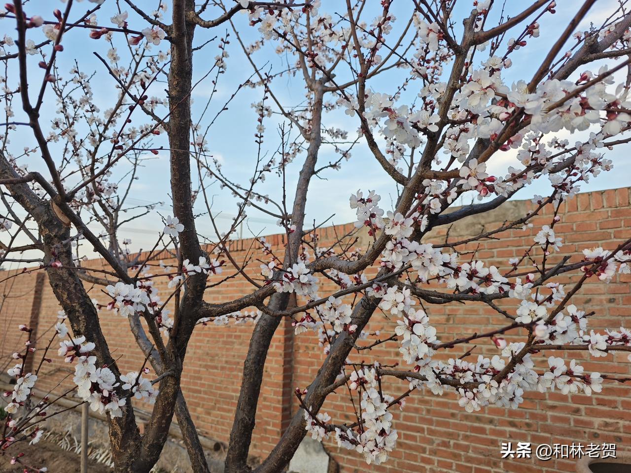 赏花，不必东奔西走，自家院里就有。
老贺院里的李子杏树正在陆续开花中，由于品种不