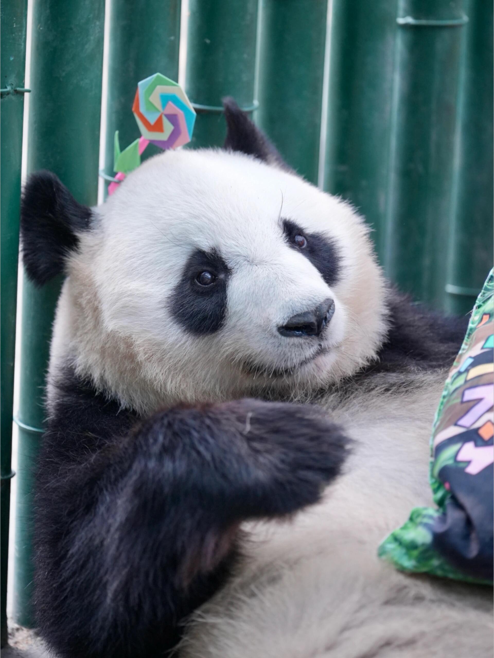 冰华十二岁生日会生图 