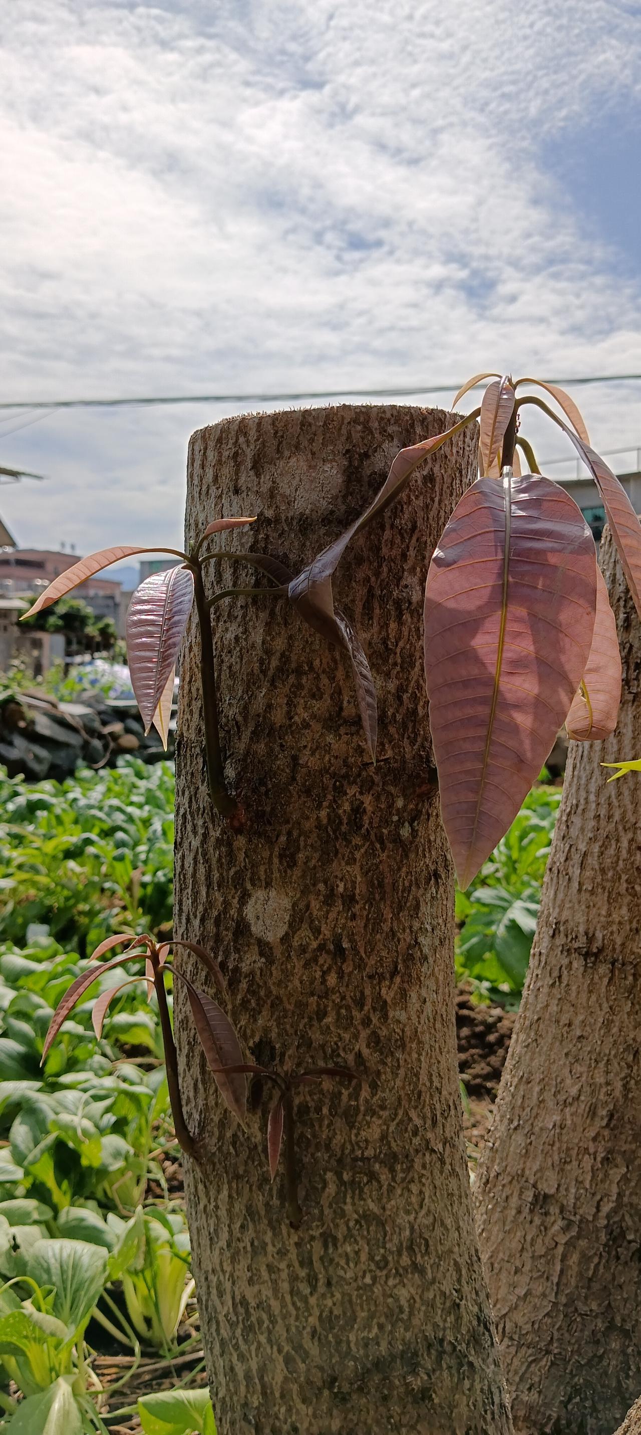 💙
树被锯掉啦，留下来的木墩依然还会再发芽，顽强不屈的生命力处处凸显在大自然中