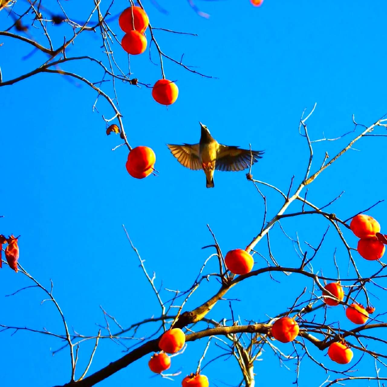 馋喜鹊 
三九四九天气寒，
柿红树挂好香甜。
嘴馋喜鹊笑嘻访，
见食丰盛露悦颜。