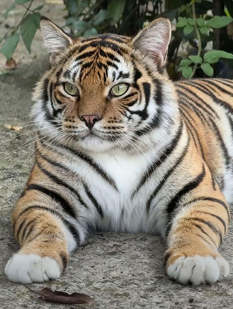 川宝模仿了普京在2022年2月24日做的事，开始入侵委内瑞拉，短促轰炸以后，美军