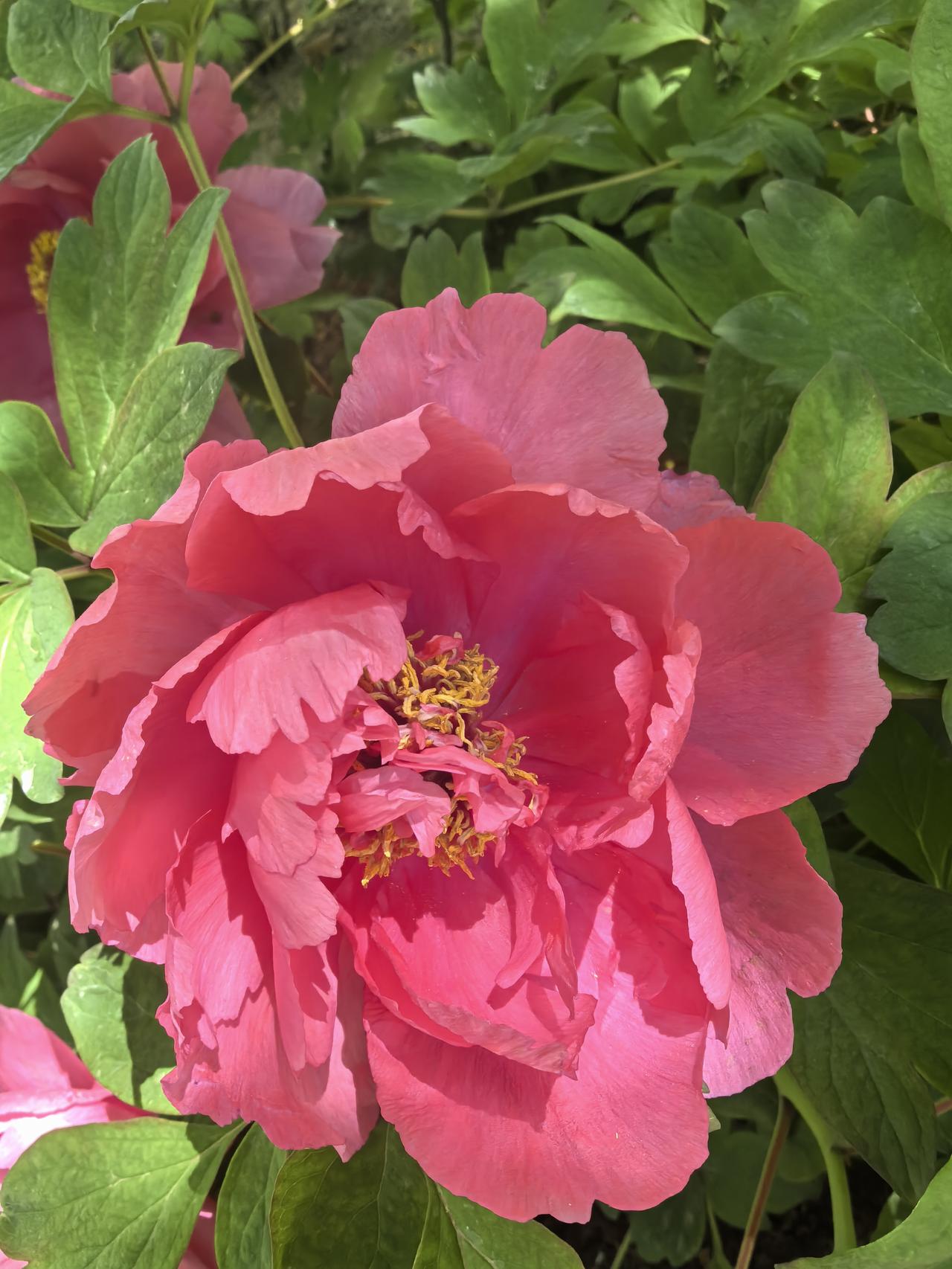 粉花映日红，芳菲满庭香。