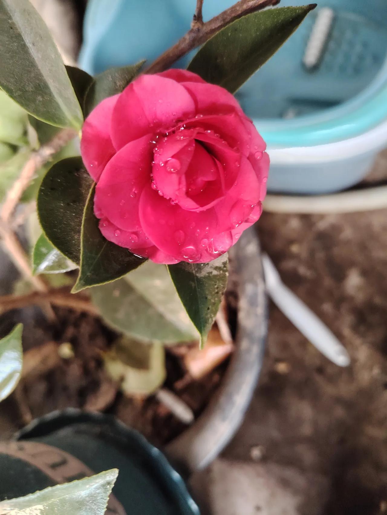 今天心情特别好，就是我家的茶叶花开了，大家来欣赏一下吧！