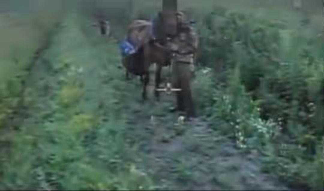 恢复哥萨克骑兵荣光，
堂吉诃德式的冲锋？

一人控制马匹，一人持枪掩护，接近敌阵