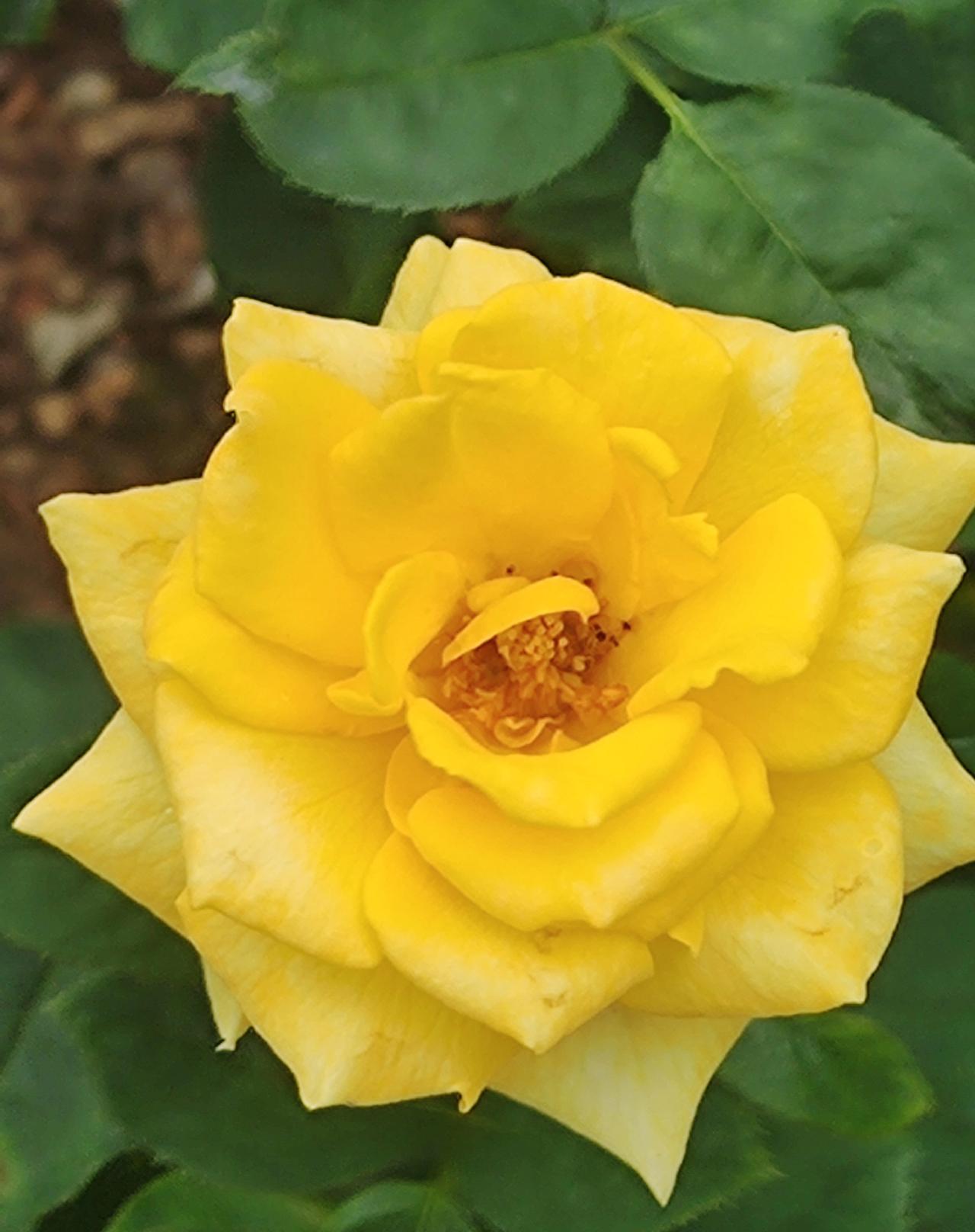 花开
即是好风景
一朵花
治愈半生