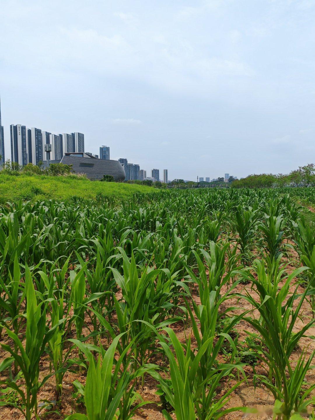 玉米地？
