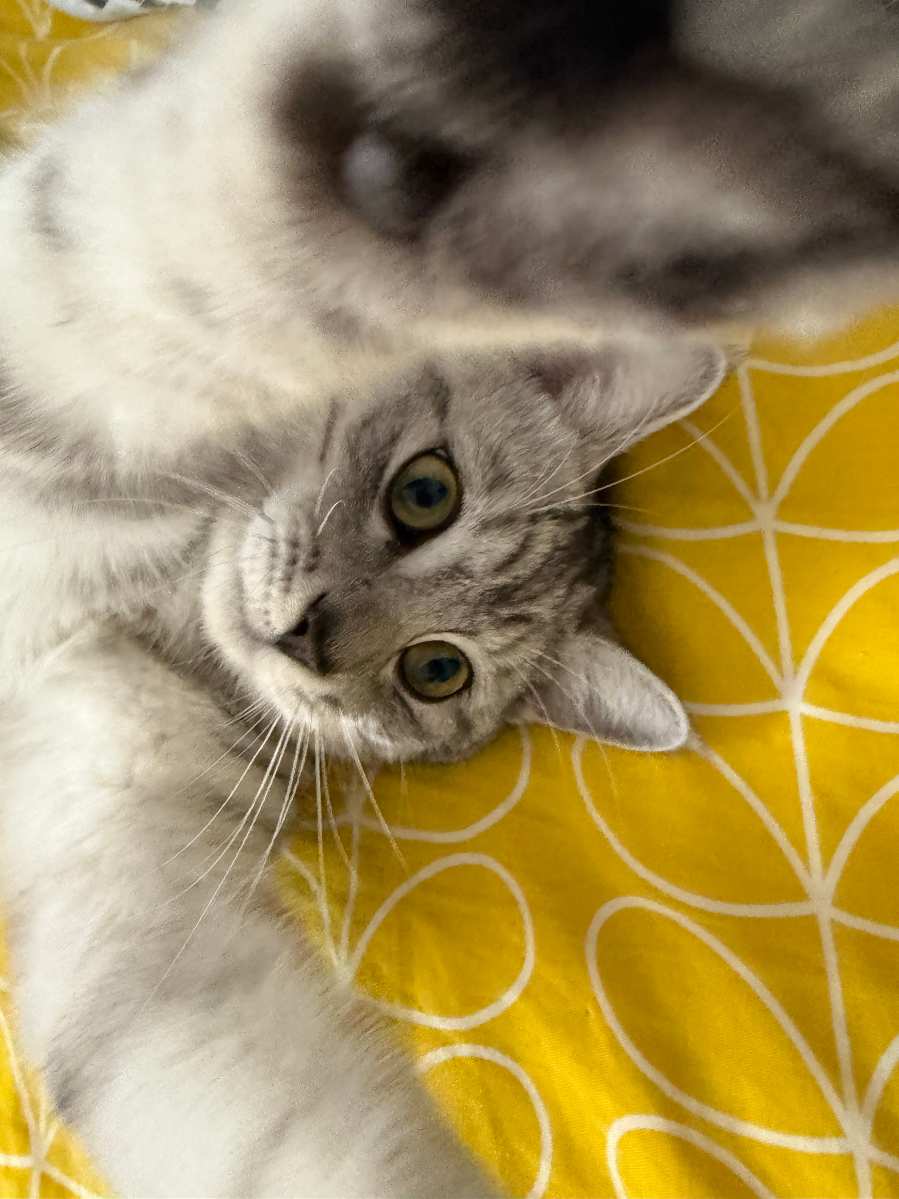 我妹妹她同学寄养在我这里的猫，可爱吗五个多月大​​​