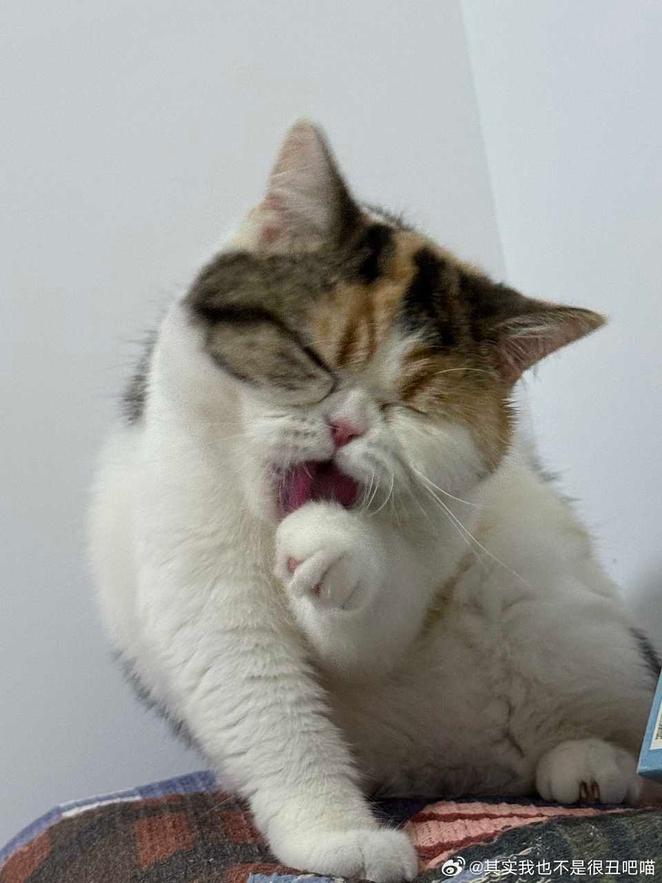 49727【丑猫】此乃何物！ 