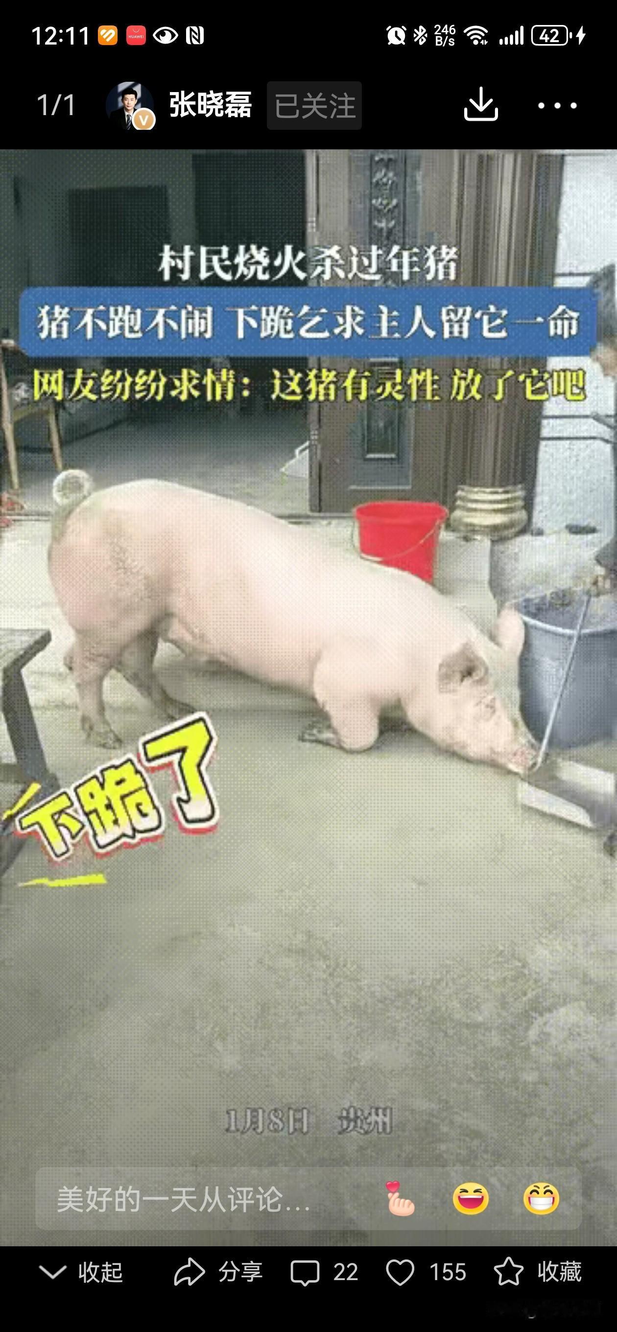 万物皆有灵性，猪也一样！

贵州，村民张罗杀年猪，刀磨好了，水也烧好了，可猪突然