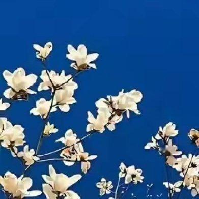 等一个秋日，茶煮光阴，闲话从前，鬓角轻沾。以温柔的眉眼，与你相见，穿过岁月，情深