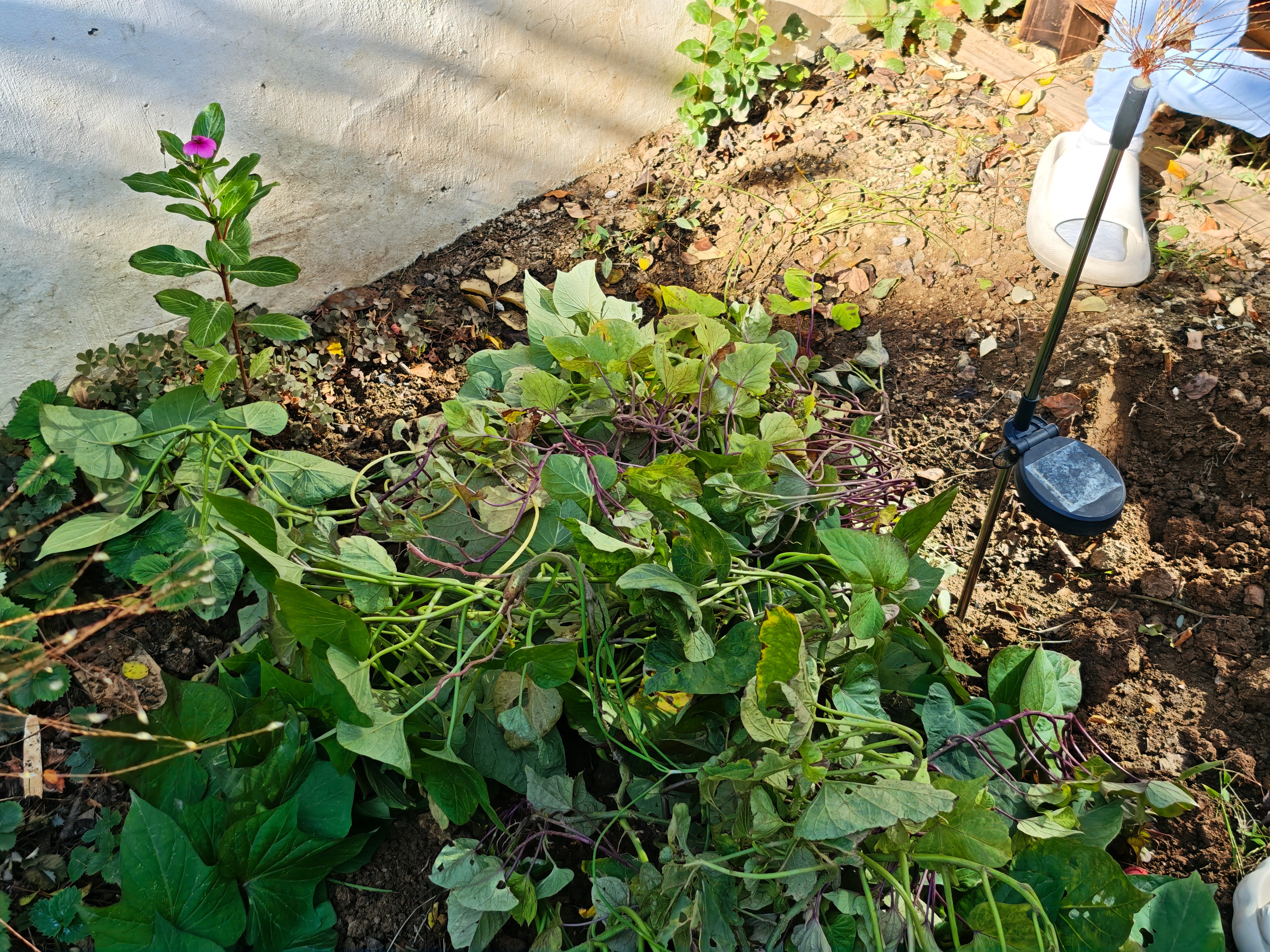 地瓜收获了，不知道的还以为是人参～其实就是一块地瓜发了芽，孩子要掰下来种上，秧子