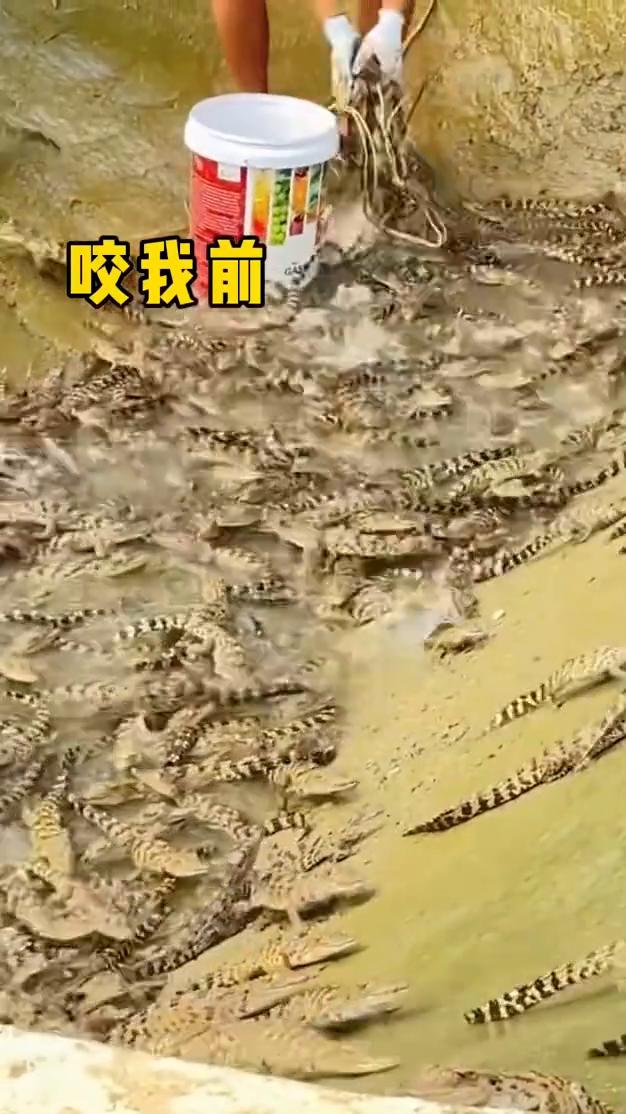 咬我前，咬我后。