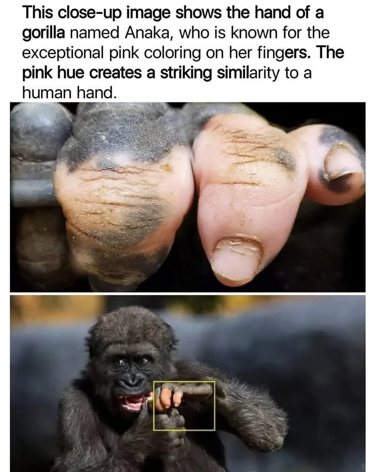 这张图片重点展示了一只名叫阿纳卡 (Anaka) 的大猩猩的手，重点突...