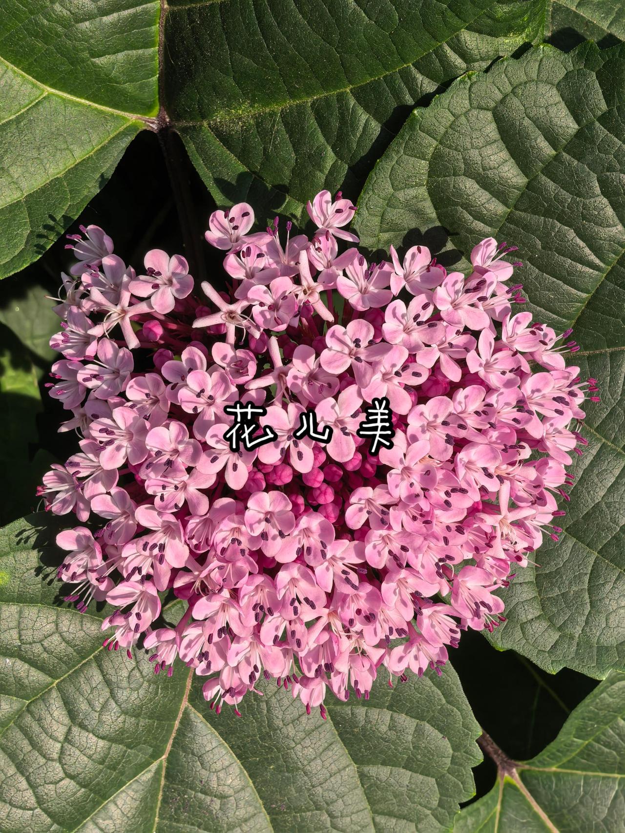 花儿美