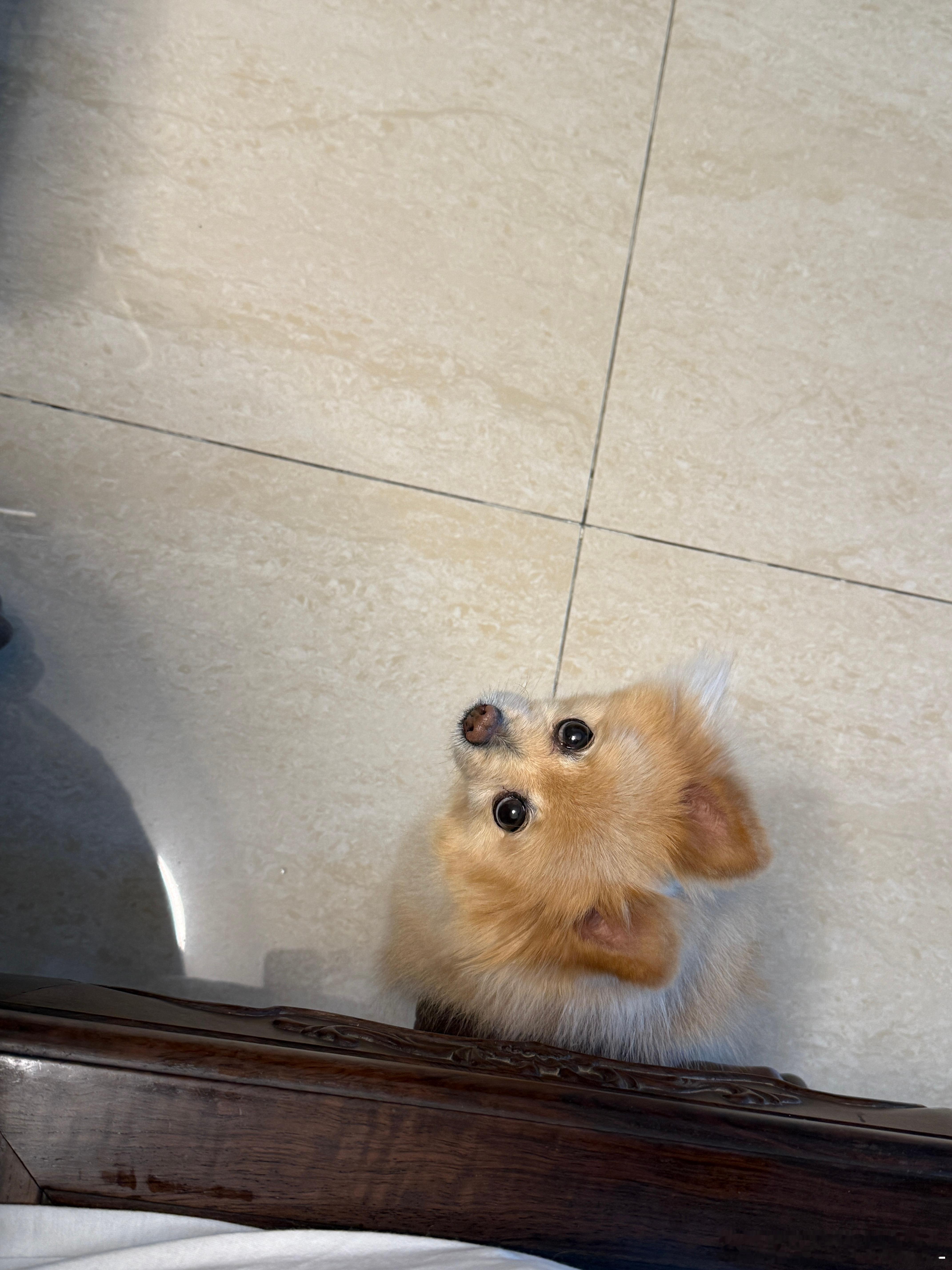 狗为什么会这么可爱啊啊啊啊啊啊啊啊啊每次吃饭的时候茶包都会换着位置的看我。带着一