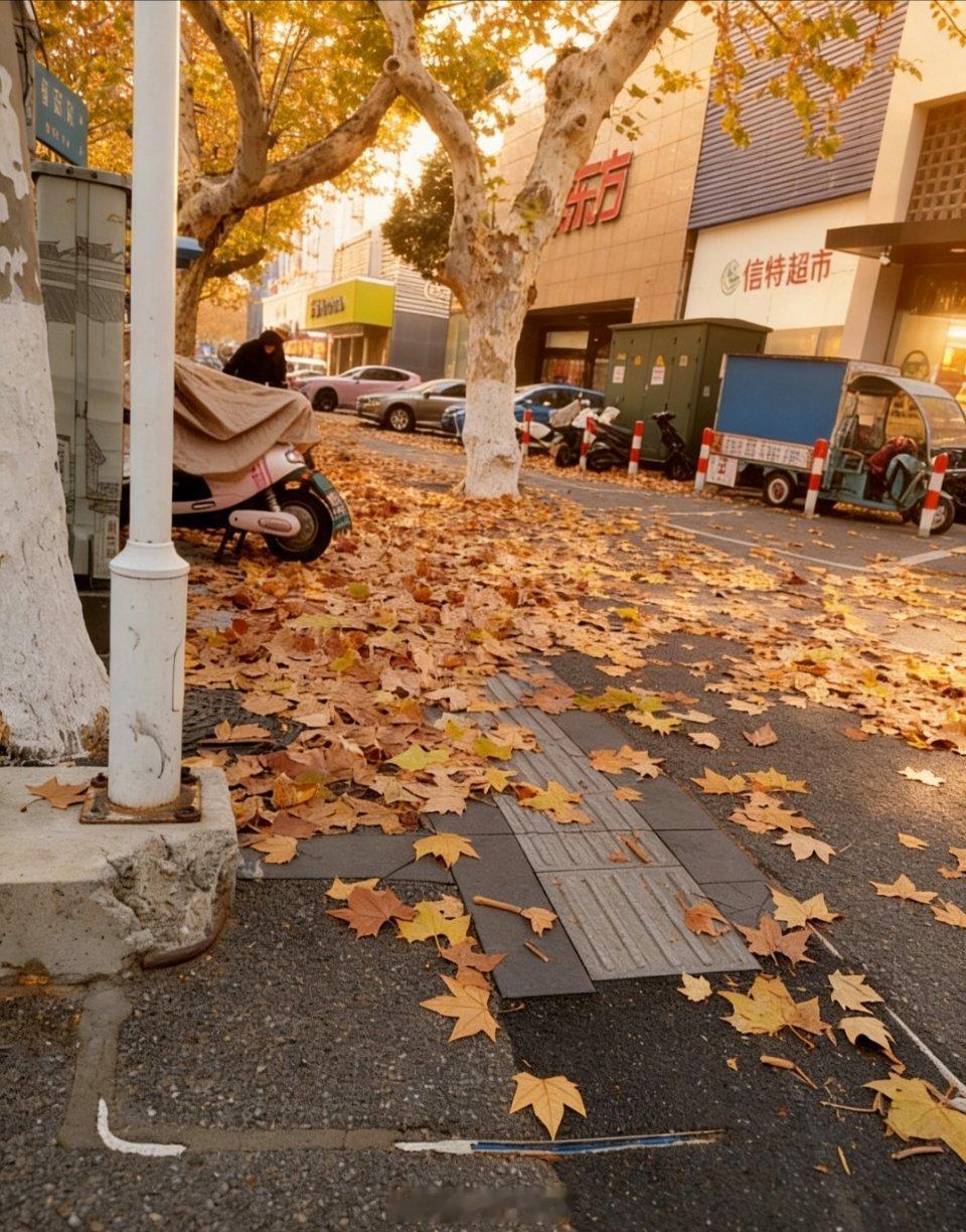 初冬的上海寒风起，梧桐叶铺了满街，这是上海独有的温柔底色！生活手记