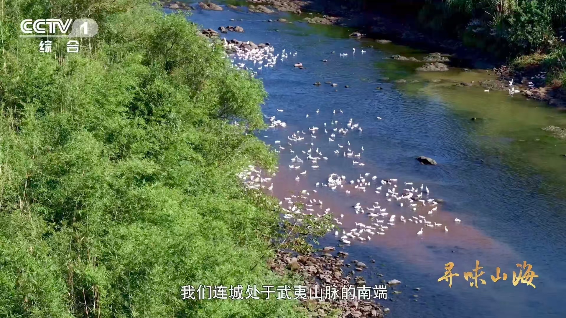 福建有种鸭越老越贵3招教你判断鸭子年龄 买鸭现场秒变老年大学课堂！专家手把手教“