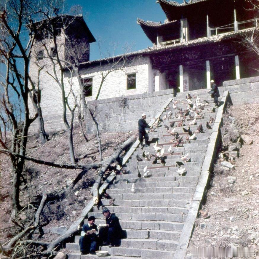 1960年，学习养鸡技术。摄影 吴新陆 ​​​
