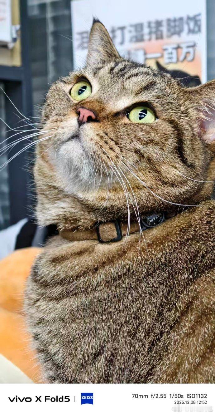 建议气血不足的人都要像猫一样生活 猫有人养，你有吗？你就要像猫一样生活 