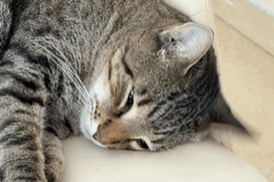 又到了“家属来队，床板遭罪”的季节了一天天梆梆梆嗷嗷嗷的动静空气中弥漫着团聚的气