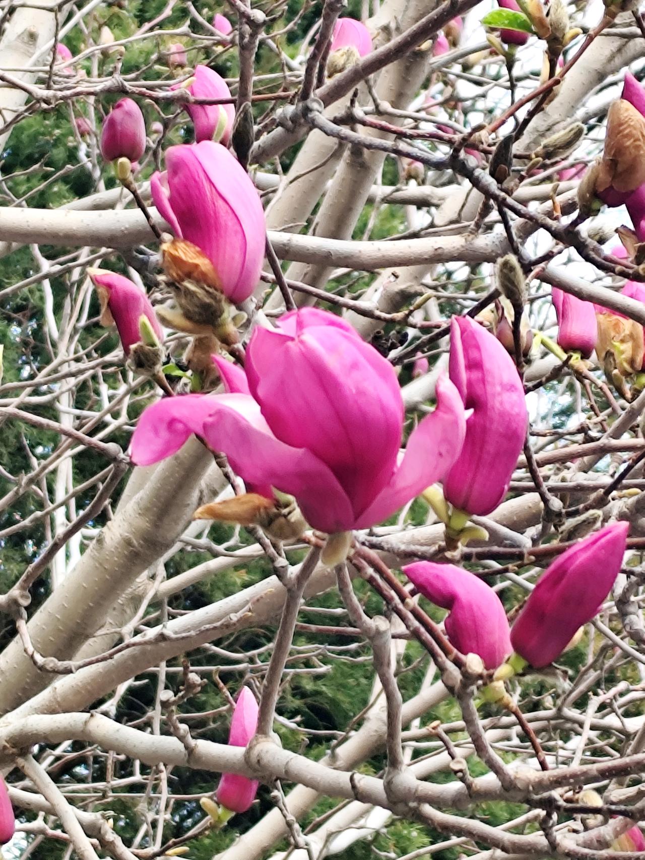 真的假的？搜索会展中心展览日程，并没有这个展览。有轨电车也不对，从世纪大厦去是有