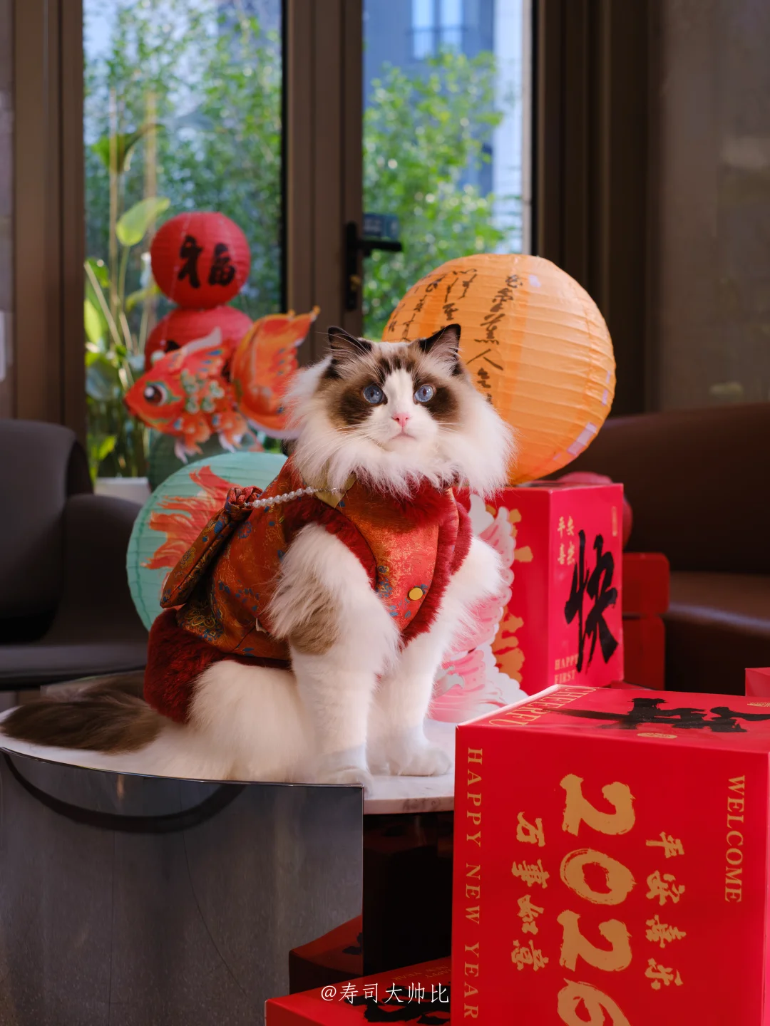 今年你在哪里过年呀？